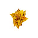 Flor navideña 24cm xh1462389g dorado