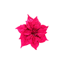 Flor navideña 24cm xh1462389pi rosado